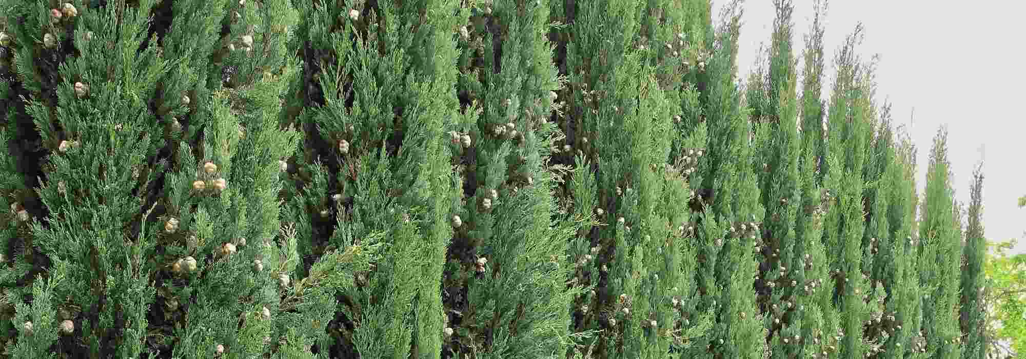 7 trees for a windbreak