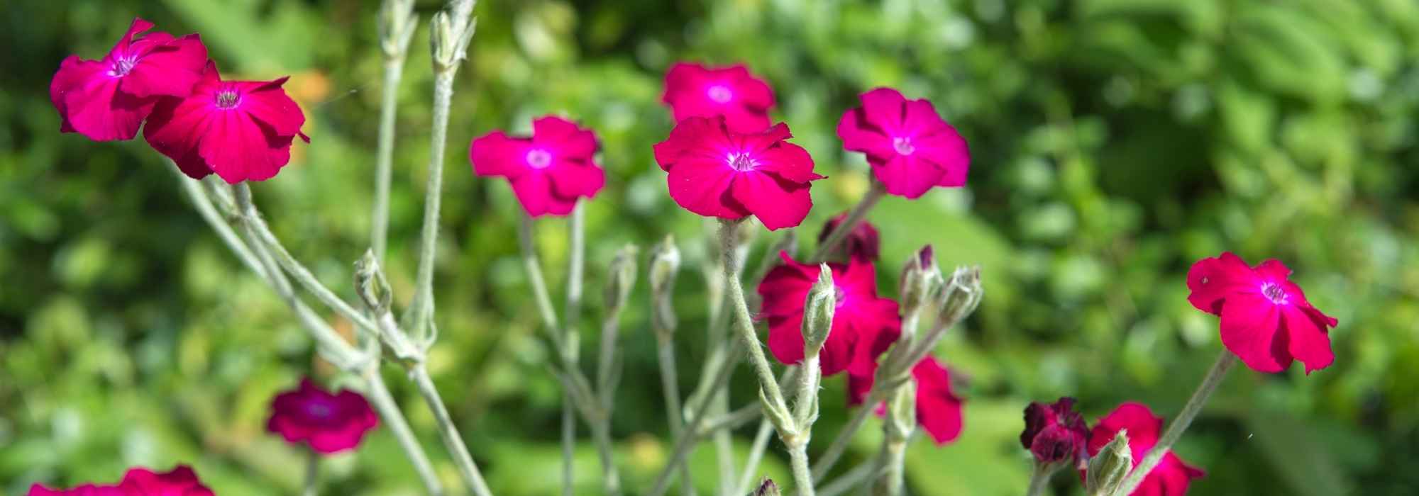 7 perennial plants and biennials for cottage garden