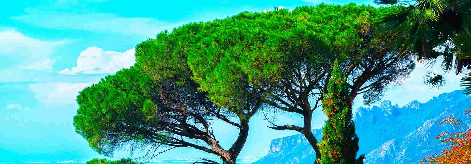 Trees and bushes: different habits