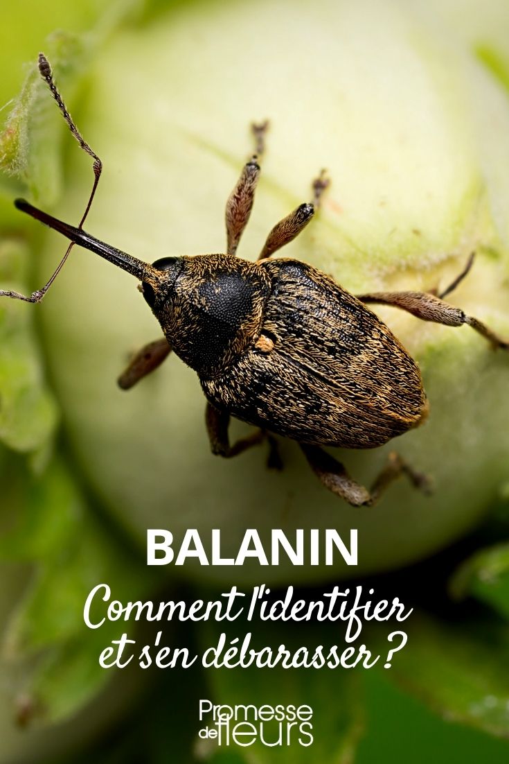 Acorn Weevil - Identification, Solutions