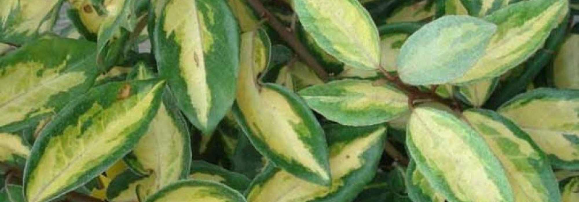 Propagate Elaeagnus: when and how?