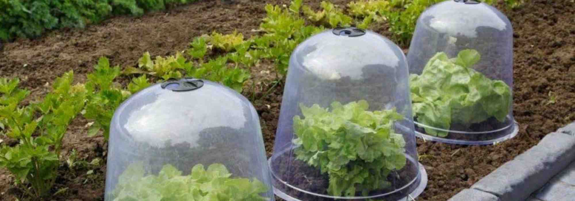 Forcing cloches or protective cloches: what are they used for?
