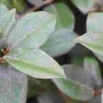 How to choose your Elaeagnus?
