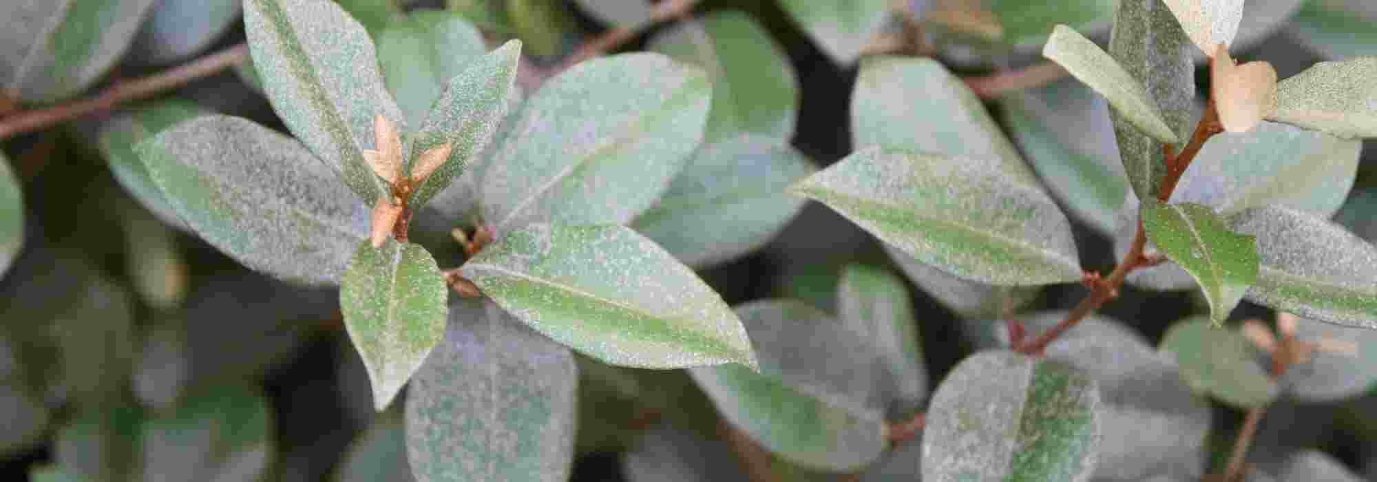 How to choose your Elaeagnus?