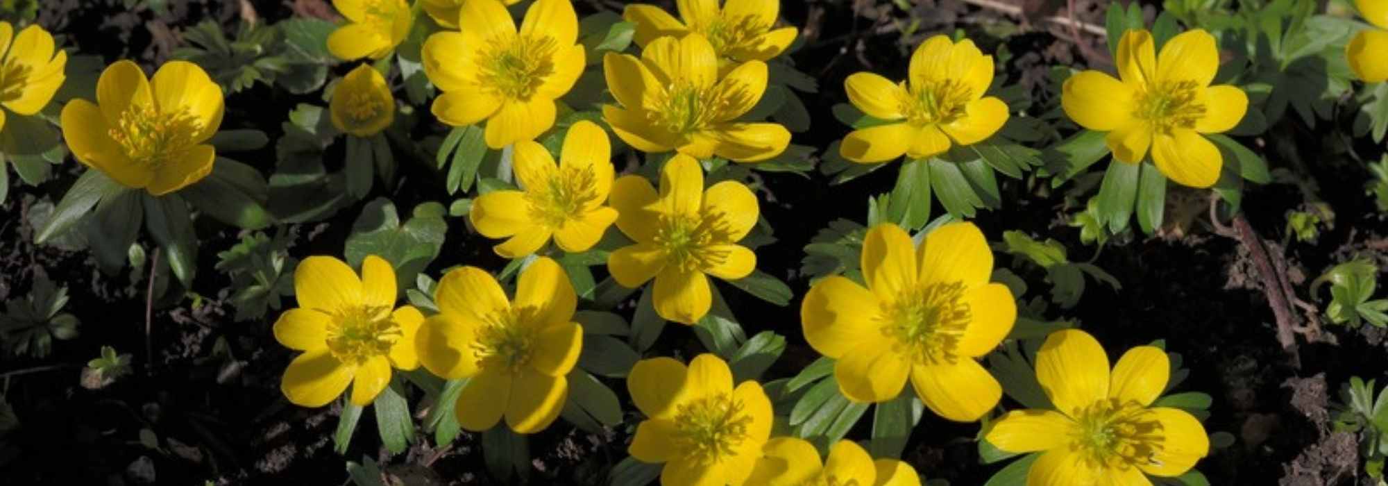 Eranthis or winter aconite: planting, growing