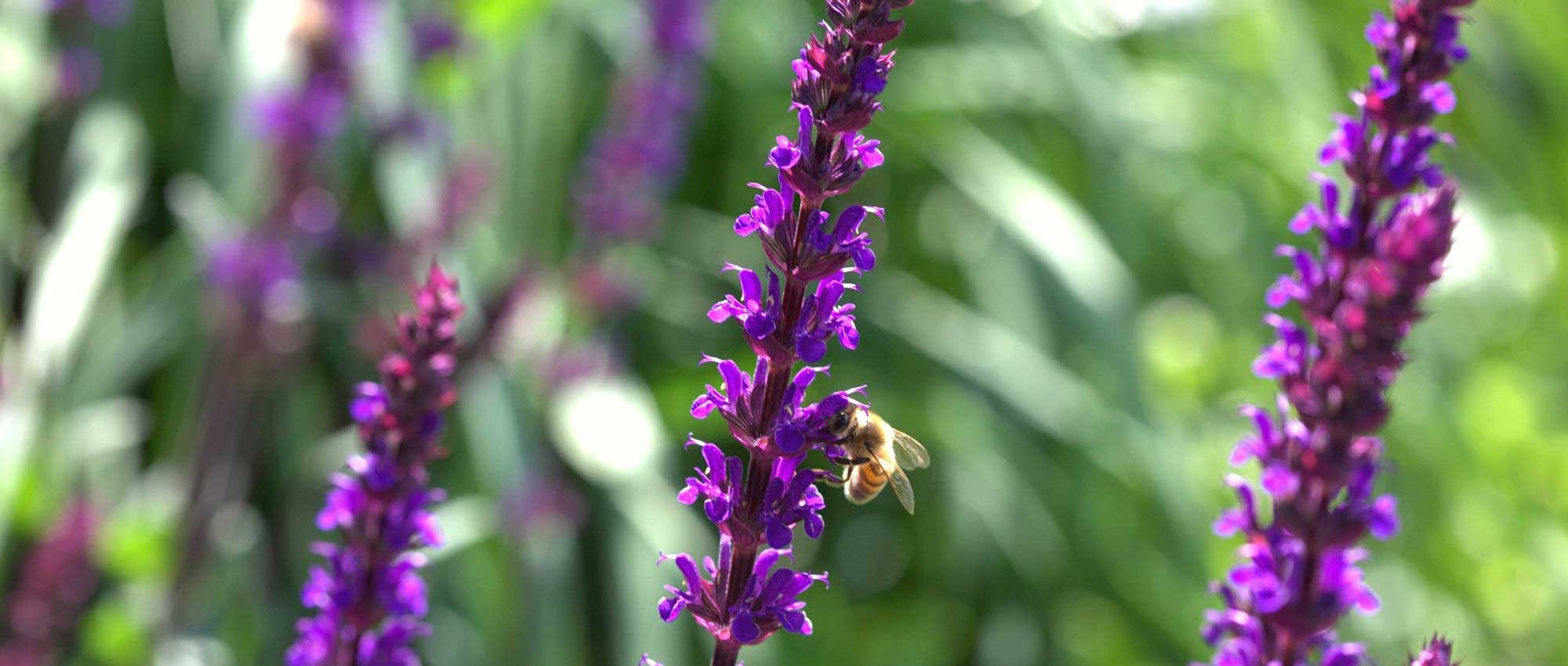 10 plants with flower spikes: the most beautiful varieties