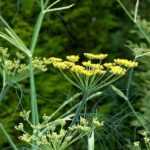10 plants with flowers in umbels: the most beautiful varieties