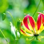 Gloriosa: Planting, Growing and Care