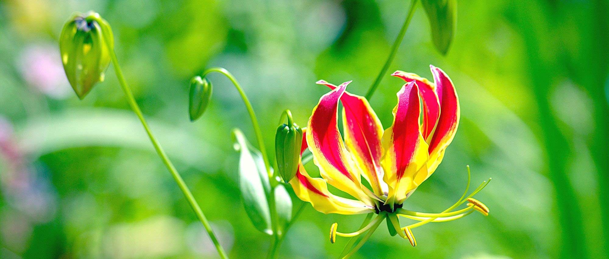 Gloriosa: Planting, Growing and Care