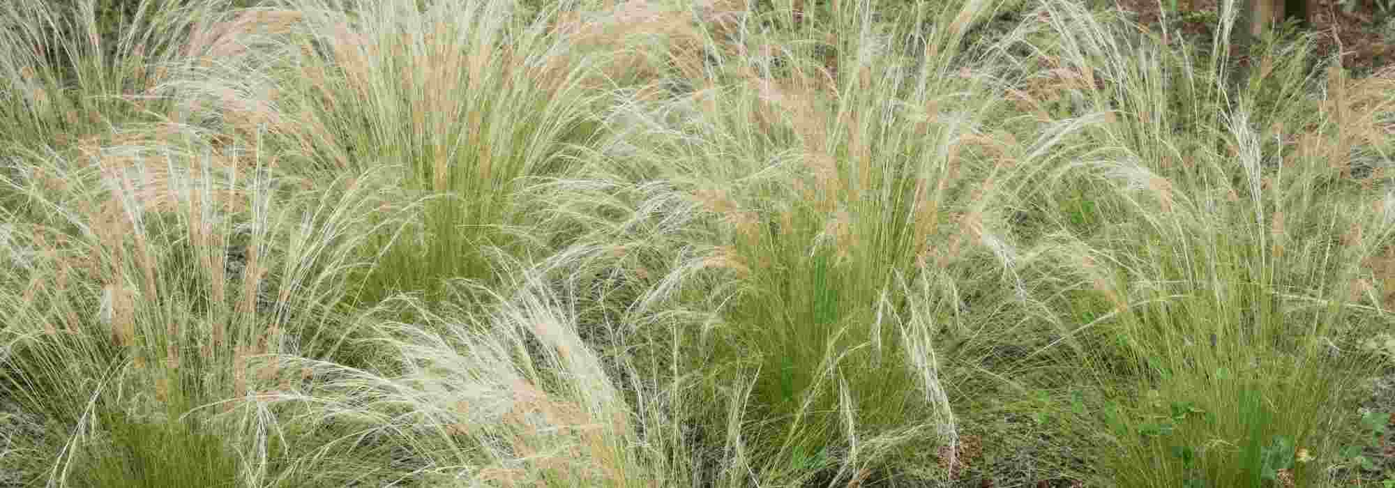 9 grasses for dry soil