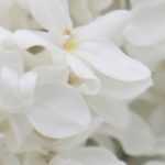 White lilac: 5 varieties with white flowers to add to the garden