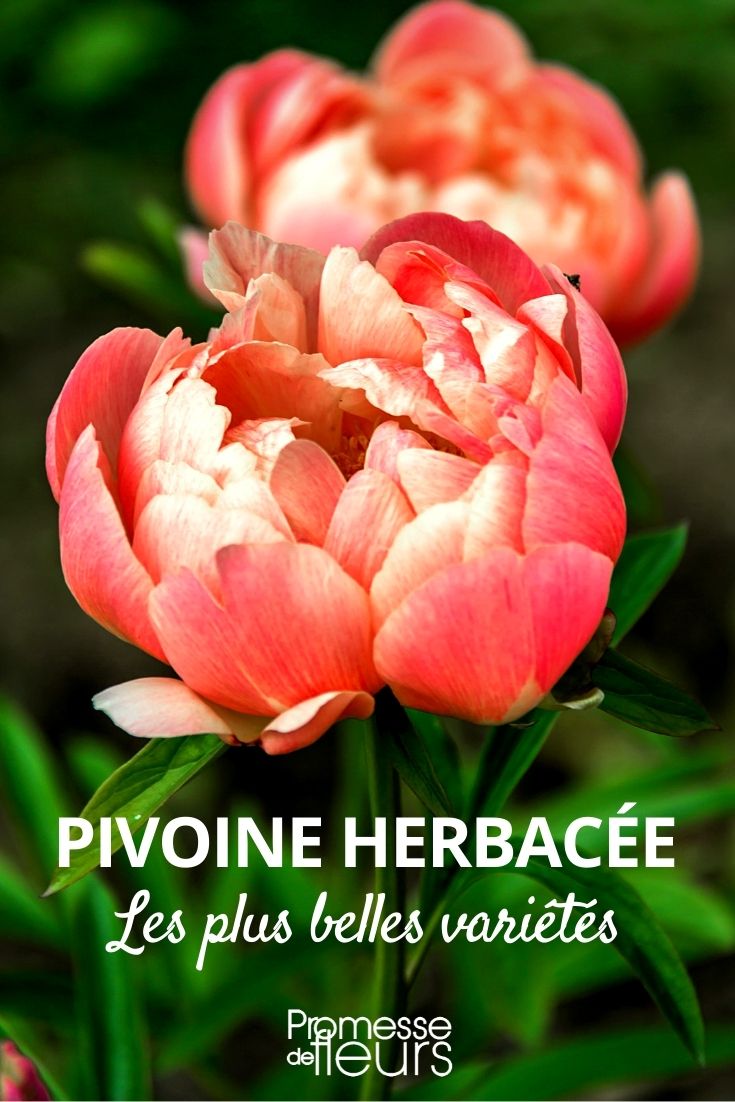 The Best Varieties of Herbaceous Peonies