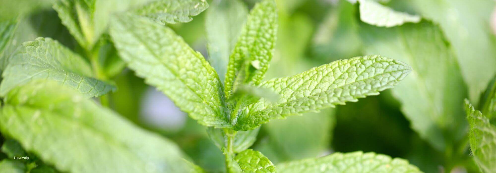 How to take a mint cutting?