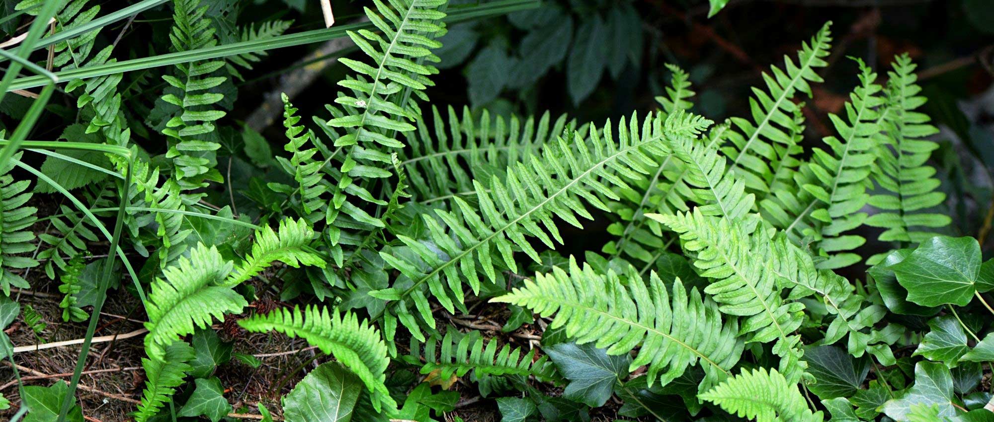Polypodium: planting, growing, and care
