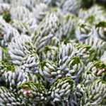 10 rare and unusual conifers for an atypical garden