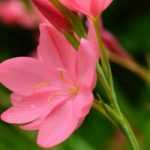 Schizostylis: planting, growing