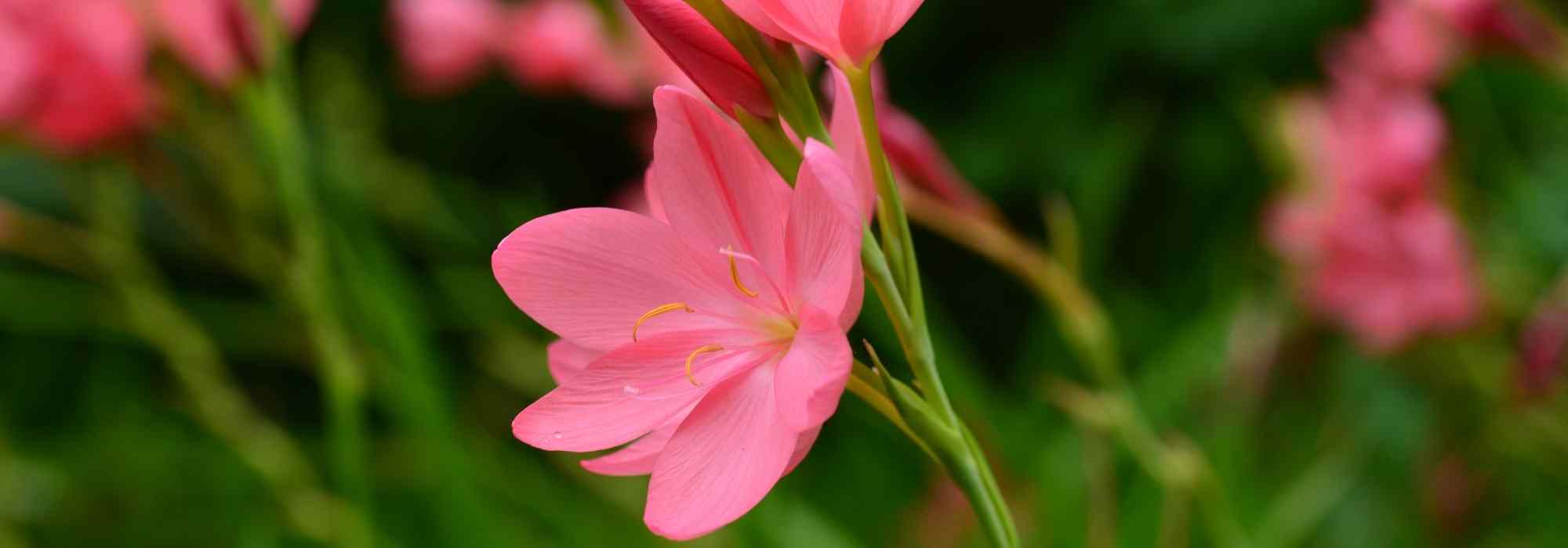 Schizostylis: planting, growing