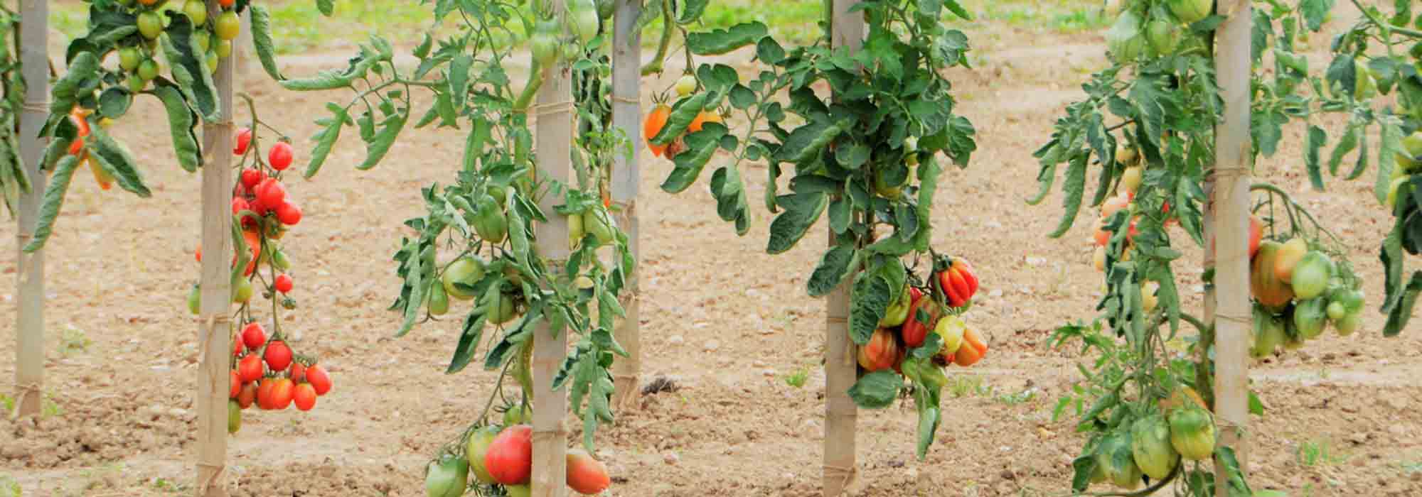 Tomato: 7 varieties for beginners