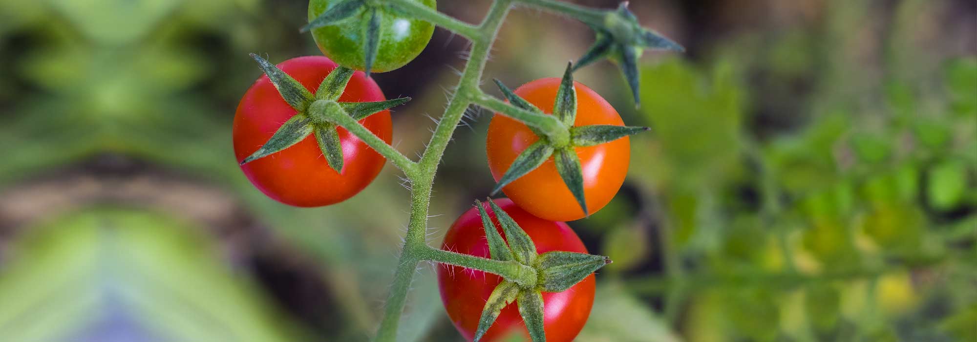 Cherry tomatoes: the best varieties