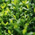 Privet or Ligustrum: buyer's guide
