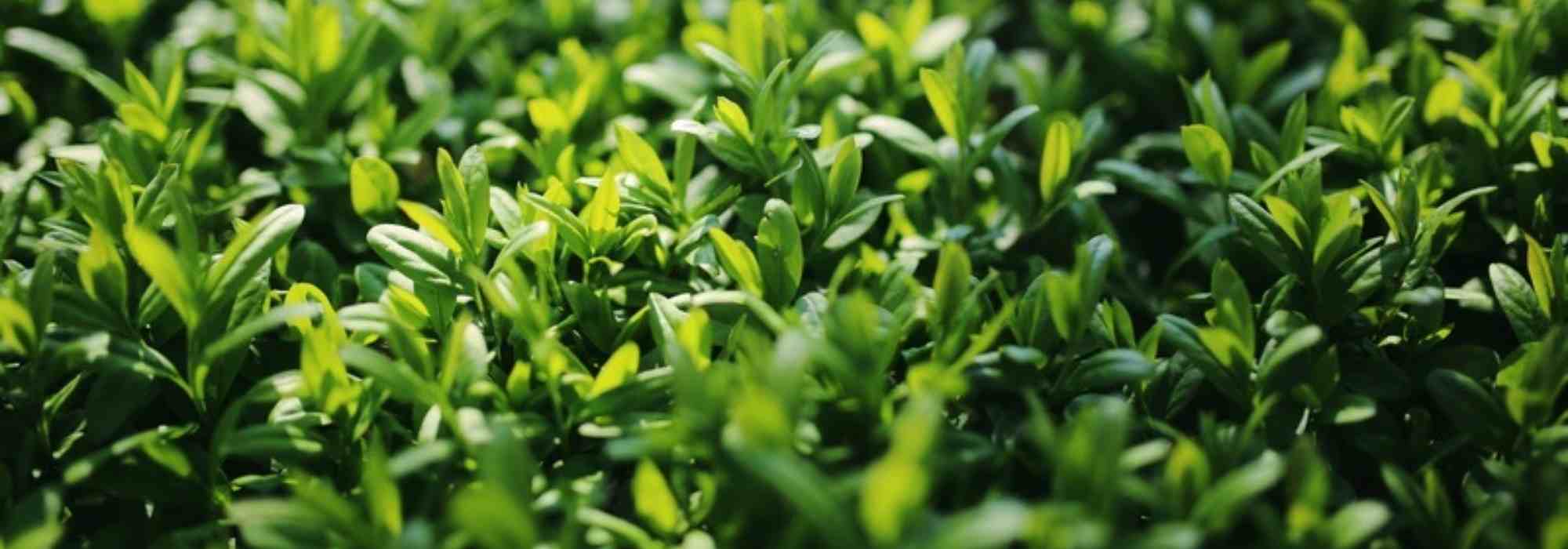 Privet or Ligustrum: buyer's guide