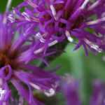 Vernonia: planting, growing