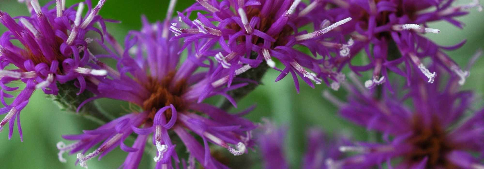 Vernonia: planting, growing
