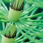 How to make horsetail manure?