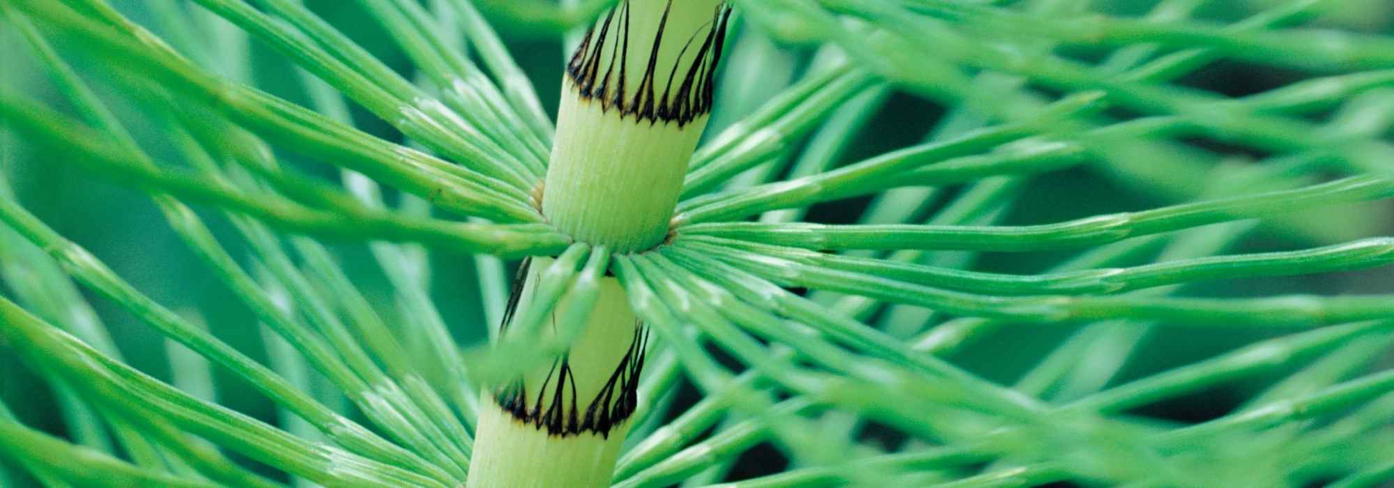 How to make horsetail manure?