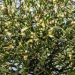 How to get rid of mistletoe?