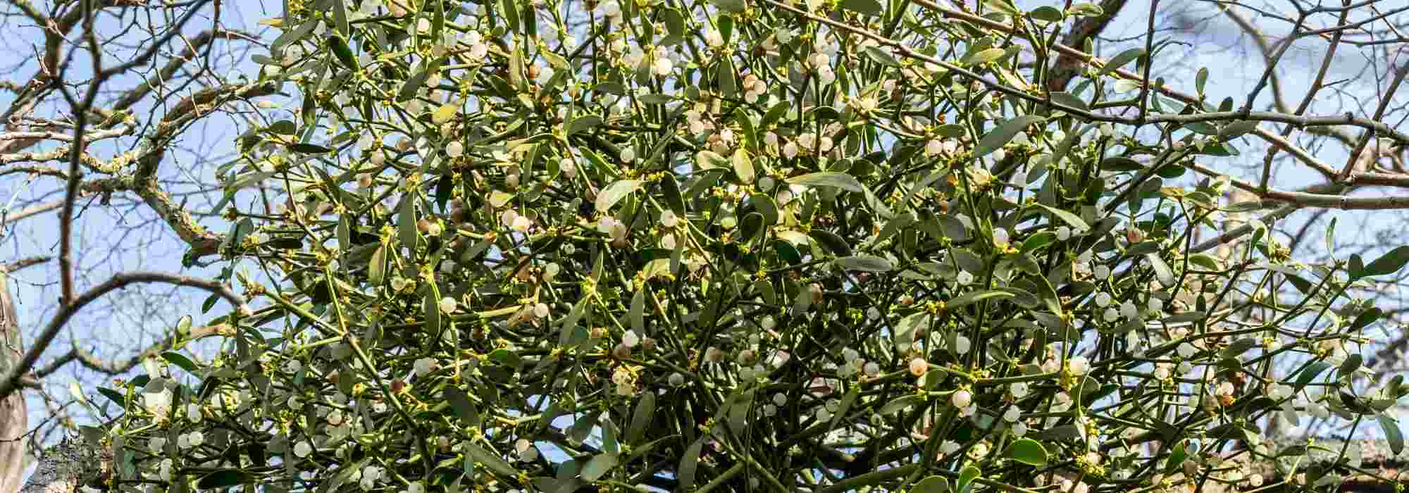 How to get rid of mistletoe?
