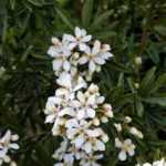 How to protect Mexican orange blossom in winter?