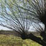 How to prune and maintain pollarded trees?