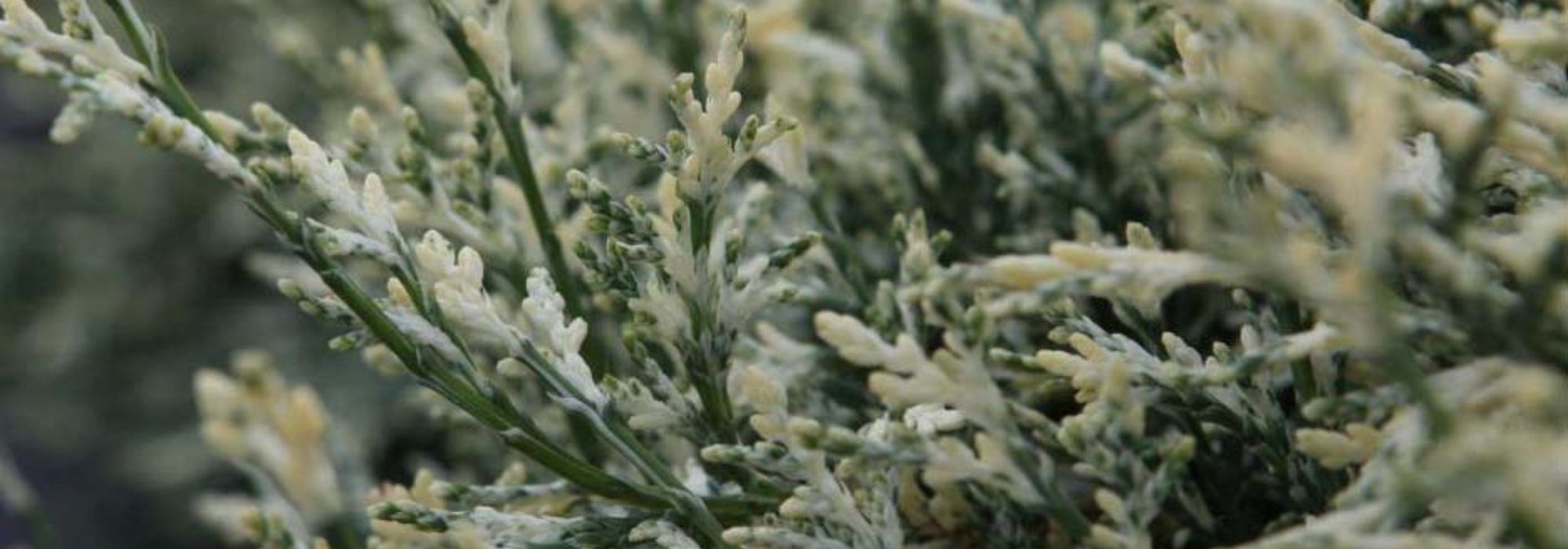 8 colourful conifers in striking, luminous colours