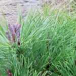 Rock garden conifers: 8 exceptional varieties