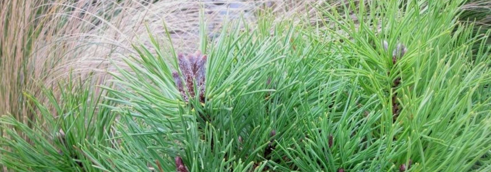 Rock garden conifers: 8 exceptional varieties