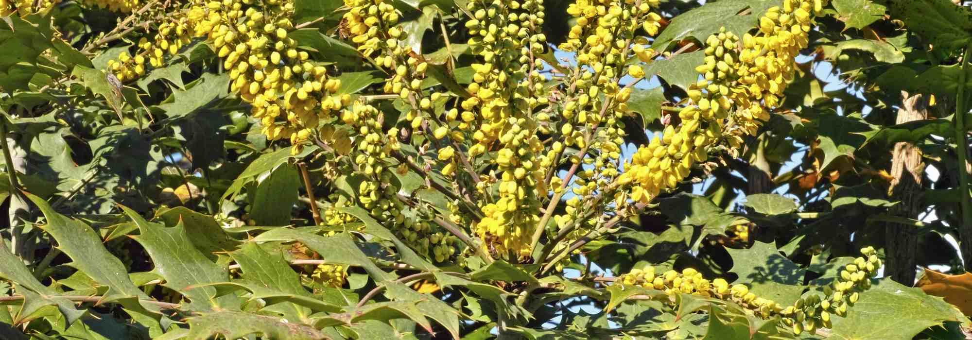 Mahonia: 7 companion planting ideas