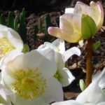 5 remarkable Christmas roses