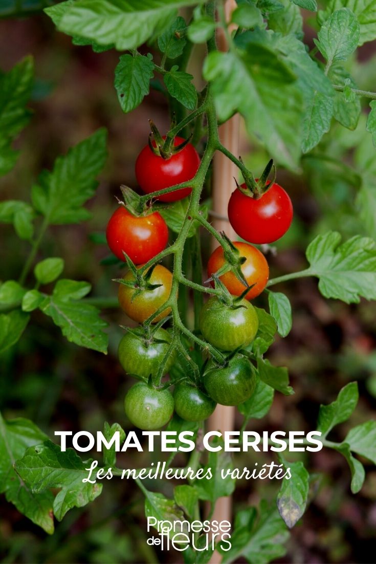 The Best Cherry Tomatoes