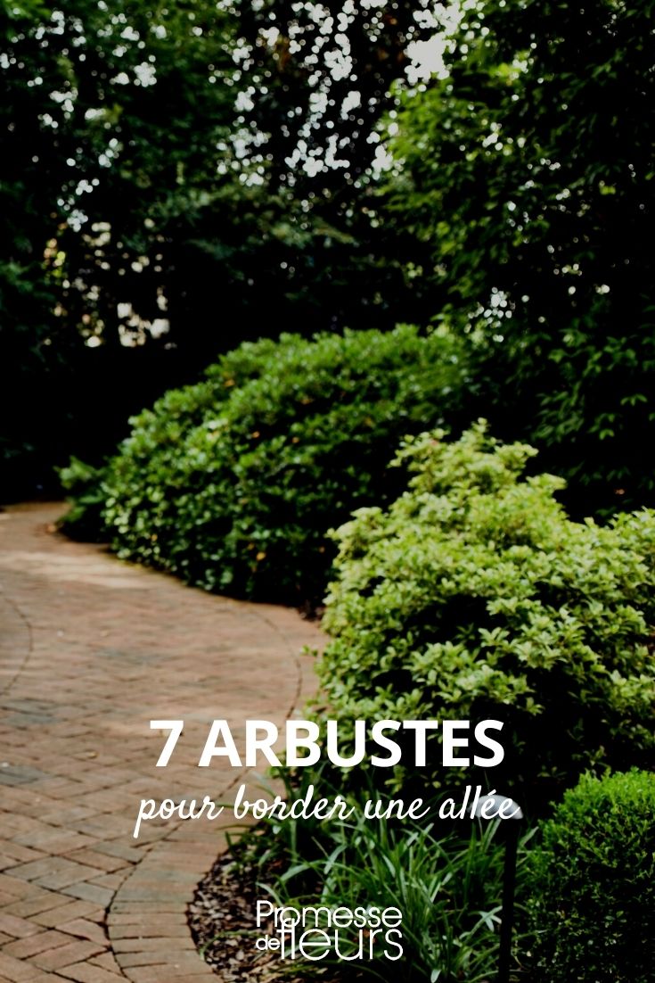 Selection of 7 Bushes to Line a Pathway