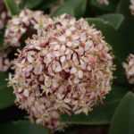 7 shrubs for a city garden