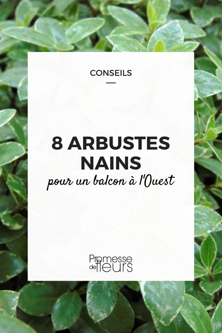 8 Dwarf Bushes for a West-Facing Balcony