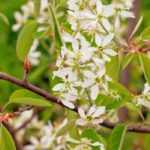 8 very hardy shrubs resistant to frost