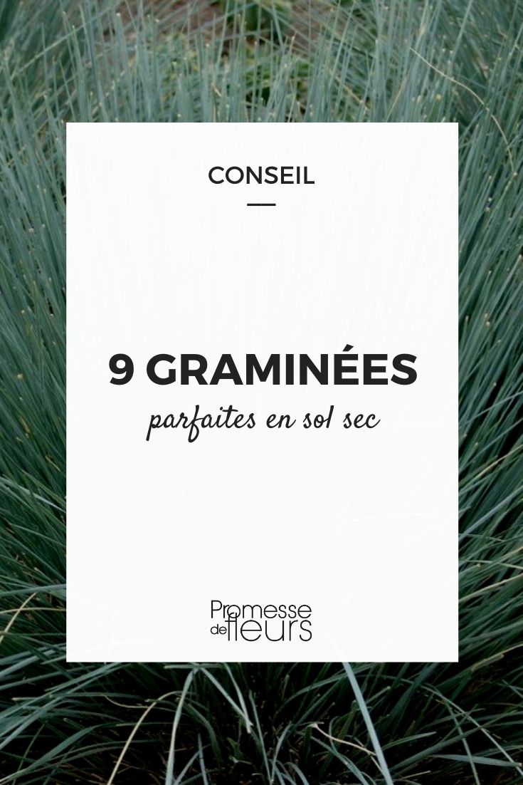 9 Grasses for Dry Soil