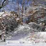 Garden landscaping in mountain areas