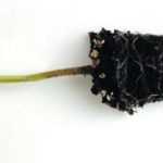 Annuals and vegetable plants as plug plants