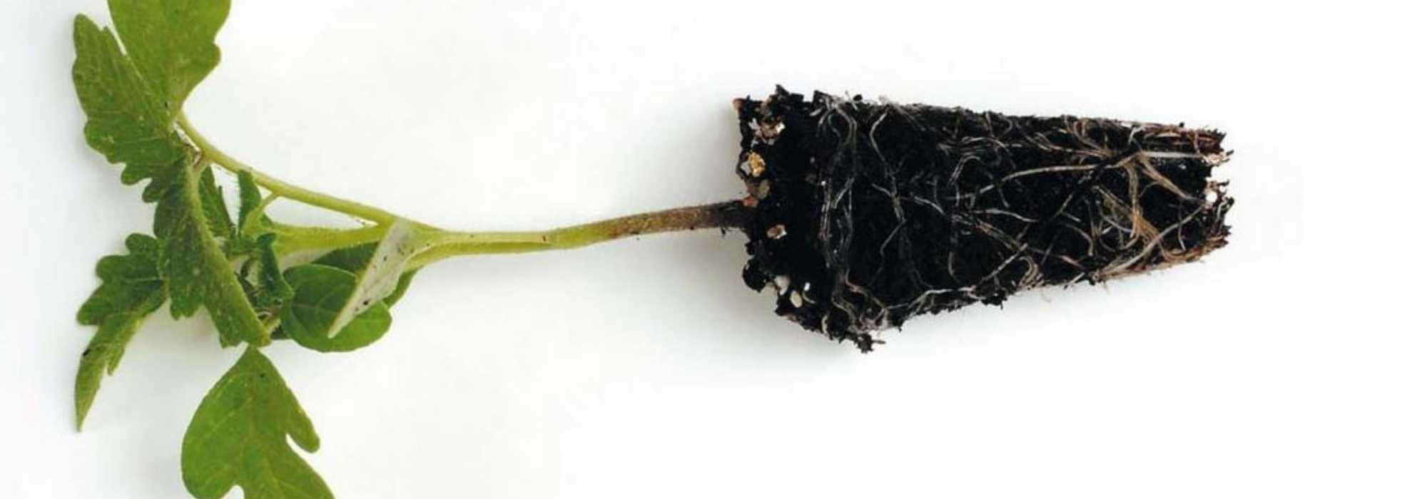 Annuals and vegetable plants as plug plants