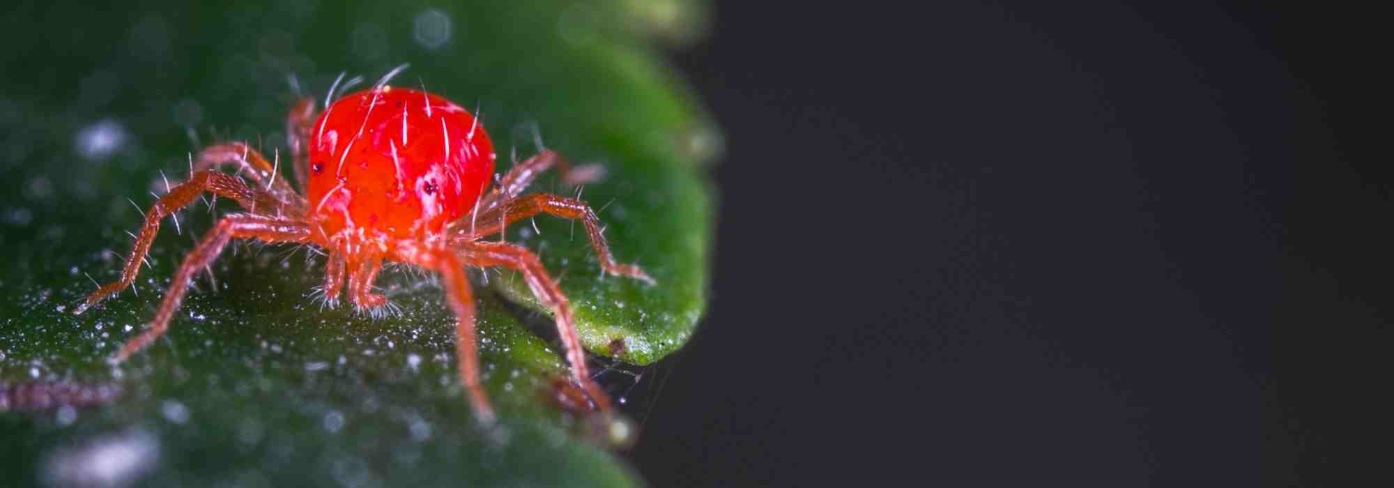 Red spider mite: identification and treatment
