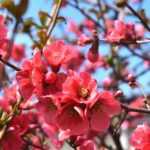 10 bushes with early spring flowering