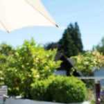 8 dwarf shrubs to grow in pots on a west-facing balcony